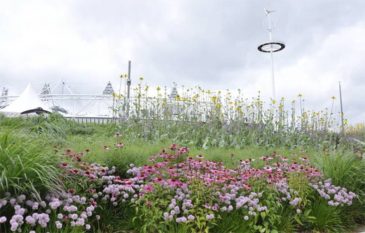 Urban meadow in Olympic Park in London.