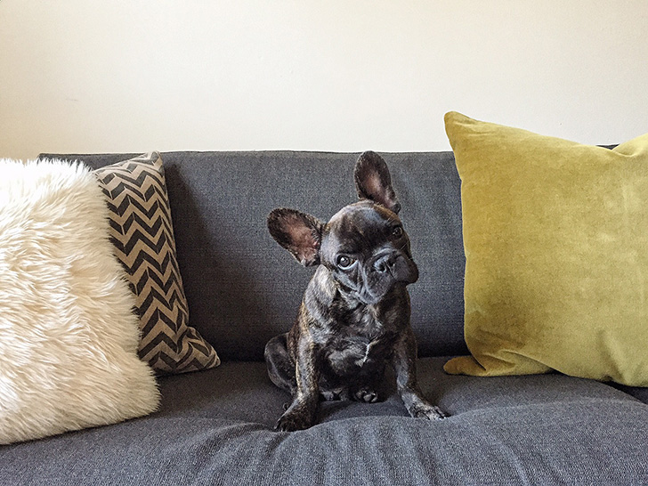 Velvet pillow on sofa