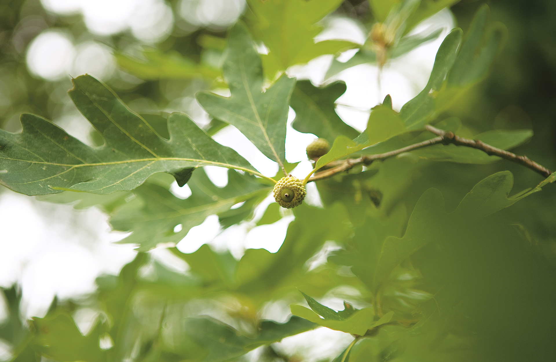 Oak leaves in summer