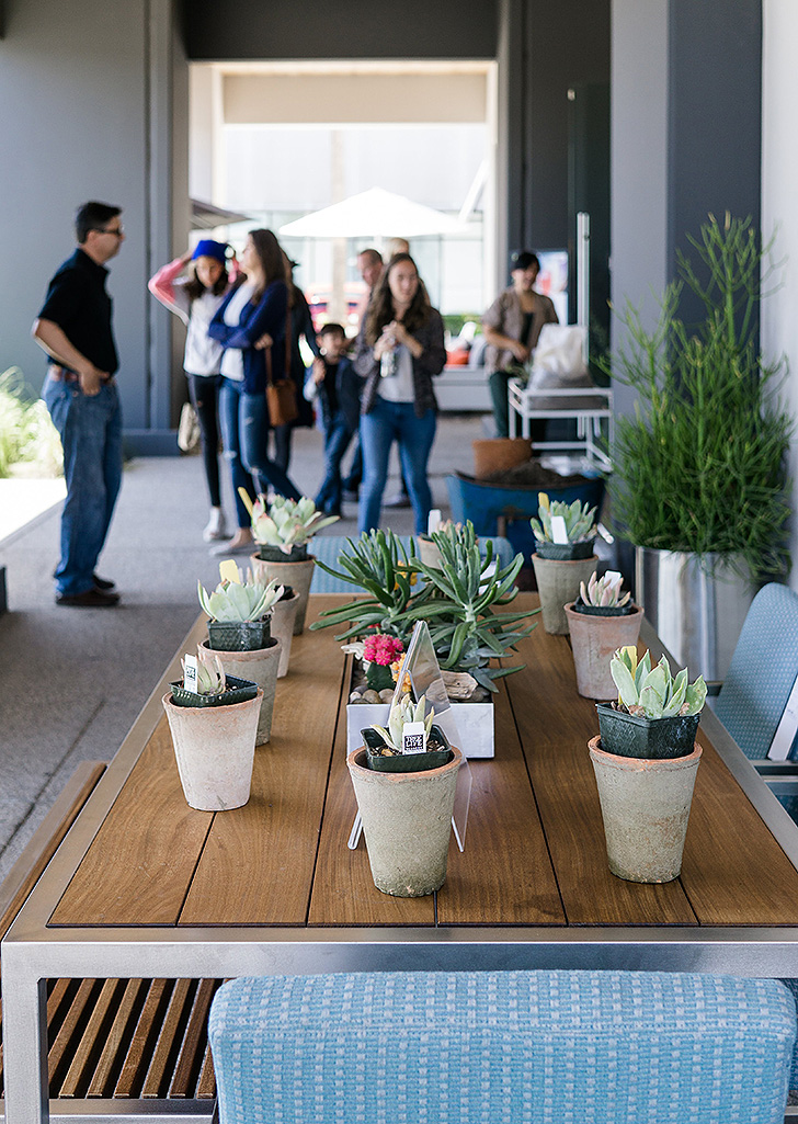 Succulents at our Environmental Nature Center event