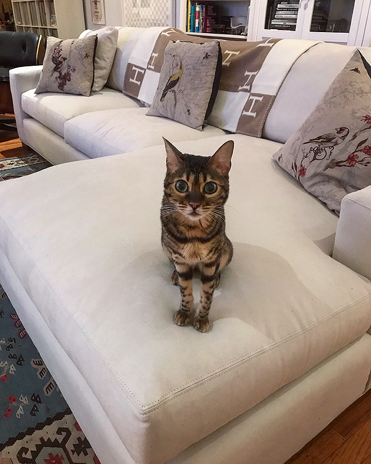 Cat sitting on sofa with chaise