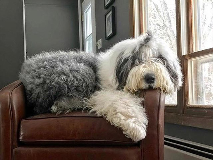 Dog sitting on swivel chair