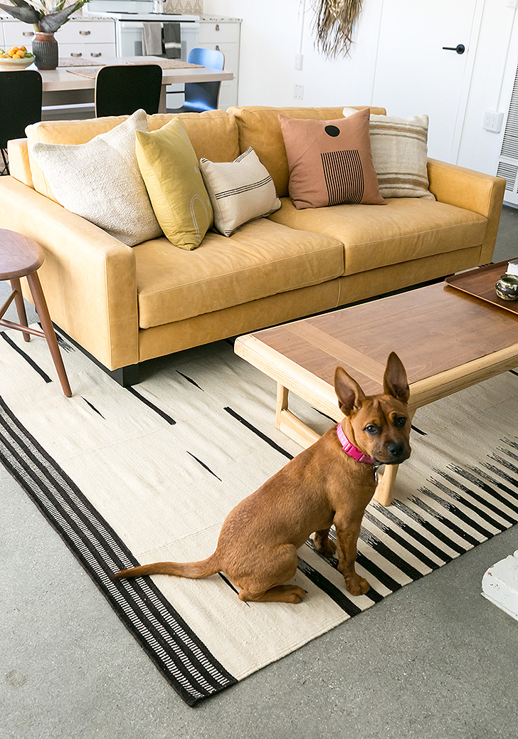 Natalie Myers' dog sitting on Palas rug