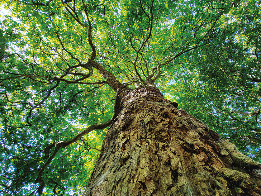 Perspective from base of tree looking up to canopy.