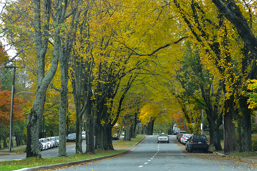 Street with elm trees in autumn.